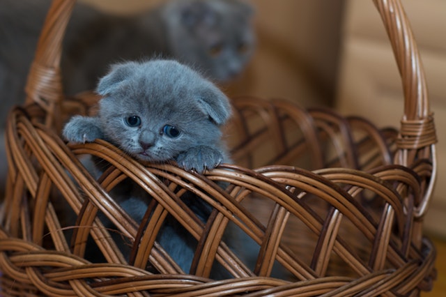 Loss of a Pet Kitten